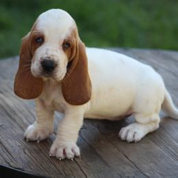 Female 2 - Red and white female Basset Hound puppy in Georgia from Huff's Hounds