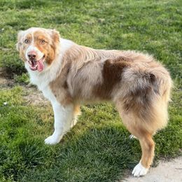 Ozzy - Australian Shepherd