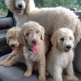 Goldendoodles and Poodles from Cristin's Poodles