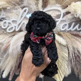 Jaq-Jaq - Black male Goldendoodle puppy in Pearland, Texas from Posh Paws Puppies
