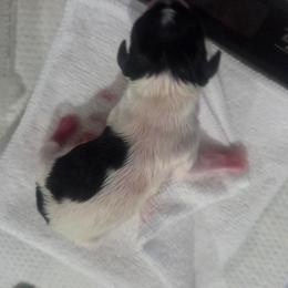 Boy 1 - White black and tan male Toy Fox Terrier puppy in Conway, South Carolina from Bee'Em Sea Kennel