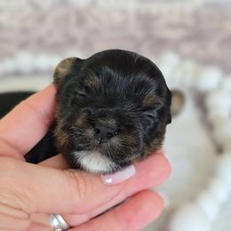 Sterling - Black and tan male Yorkshire Terrier puppy in Bradley, South Carolina from Diamonds & Pearls Yorkshire Terriers