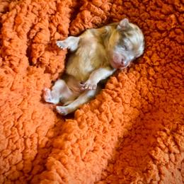 Whiskey - Merle male Pomsky puppy in Greenville, South Carolina from Thicketty Mountain Pomskies