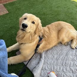 Golden Retriever and Havanese All Grown Up from Moe's Goldens and HavAntics