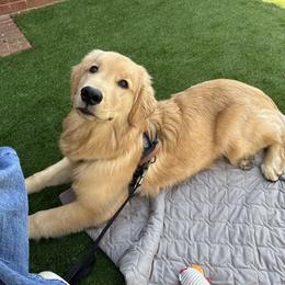Golden Retriever and Havanese All Grown Up from Moe's Goldens and HavAntics