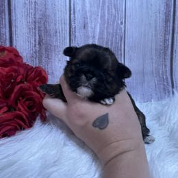 Boy 2 - Sable male Shih Tzu puppy in Tenino, Washington from Fantasy Realm Shih Tzus