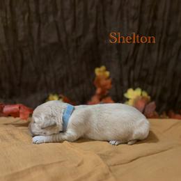 Shelton - Golden male Golden Retriever puppy in Fruitland, Idaho from Bethel Retrievers