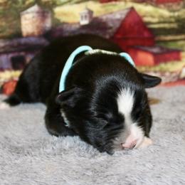 Sally - Black tri female Miniature Australian Shepherd puppy in Ronan, Montana from Dirt Road Aussie’s of Montana