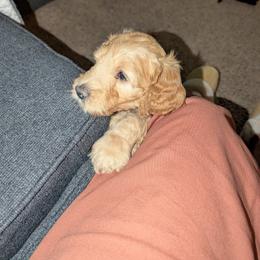 Junior - Apricot male Goldendoodle puppy in Vinton, Iowa from Doodles to Love