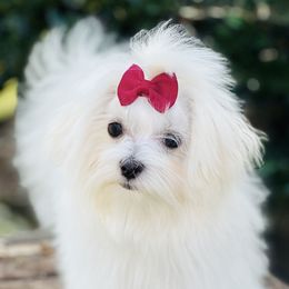 Mya - Maltese