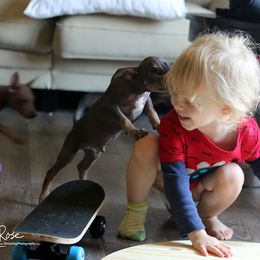 American Hairless Terrier Puppies from DreamEyce American Hairless Terriers