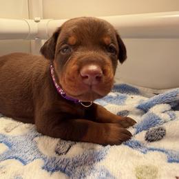Purple Female - Red and rust female Doberman Pinscher puppy in Madison, Indiana from Jensen Dobermans and Dachshunds