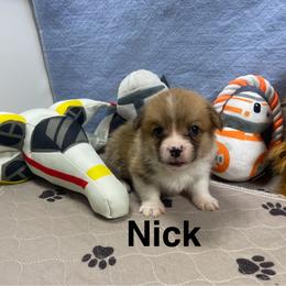 Nick - Red male Pembroke Welsh Corgi puppy in Apison, Tennessee from Ashmore Corgis