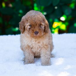 Stella - Apricot female Poodle puppy in Fort Myers, Florida from Blossom Paws