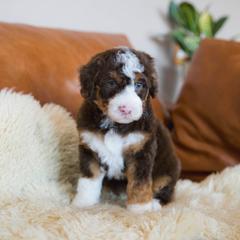 Touchdown - male Australian Mountain Doodle puppy in Franklin County, Missouri from Brick House Farm Doodles