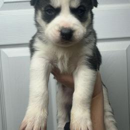 Judy Hopps - Black and white female Siberian Husky puppy in Tiverton, Rhode Island from Mount Hope Siberians