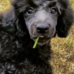 Cavapoos and Poodles from Bright Morning Star Pups