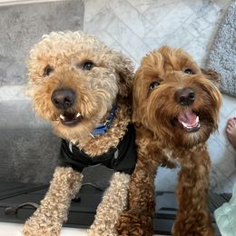 Goldendoodle Puppies from Celebrity Doodles MO