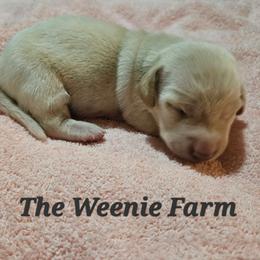 Girl 2 - Cream female Dachshund puppy in Fritch, Texas from The Weenie Farm