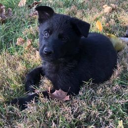 German Shepherd Puppies from Fallamhain German Shepherds