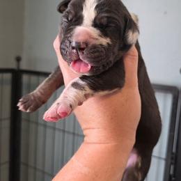 PRINCE Blanketed harlequin tan or brindle point - Harlequin male Great Dane puppy in Port Clinton, Ohio from LakeSide Danes