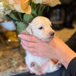 Baby Max red collar cream - Cream male Dachshund puppy in El Cajon, California from Lisa Buxton