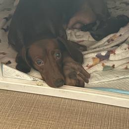 Dachshund puppies from Flanagan’s Pride of Scotland