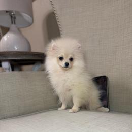 Blanco - Cream male Pomeranian puppy in Phoenix, Arizona from Luxpomz