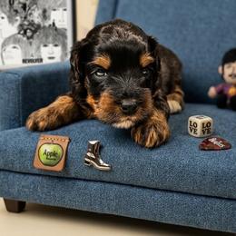 Paul - Tri-color male Australian Labradoodle puppy in Decatur, Alabama from Southern Meadows Doodles