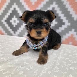 Pixie TEACUP - Blue and gold female Yorkshire Terrier puppy in Monticello, Iowa from Ashley’s Puppies