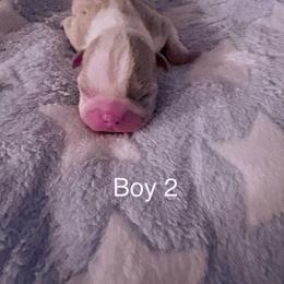 Boy 2 - Lilac male Boston Terrier puppy in Charleston, West Virginia from Mountain Momma Bostons