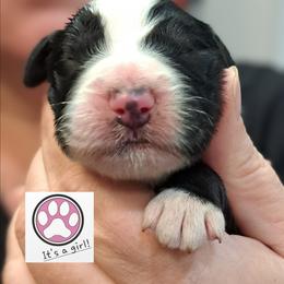 Jenny - Black and white female Bernedoodle puppy in Lafayette, Alabama from Williams Lake Doodles