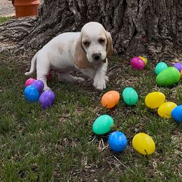 Girl 2 - Lemon and white Basset Hound puppy in Panhandle, Texas from TNT Bassets