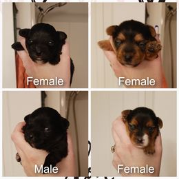 Companion Cross Puppies from Meadows Morkiepoos