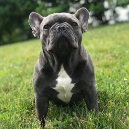 Cardi - French Bulldog