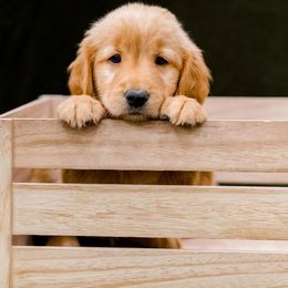 Golden Retriever Puppies from Rigdon Retrievers