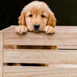 Golden Retriever Puppies from Rigdon Retrievers