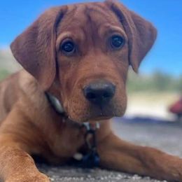 Labrador Retrievers from Humphrey Retrievers