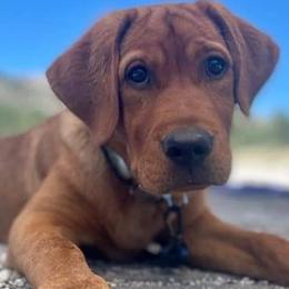 Labrador Retrievers from Humphrey Retrievers