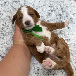 Pomodoro - Red  male Goldendoodle puppy in Miami, Florida from Jade’s Paws & Co. Of Miami LLC