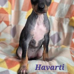 Havarti - Black tan and white female American Hairless Terrier puppy in Fort Wayne, Indiana from Mapleleaf AHT