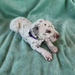 Purple - White and liver brown male Dalmatian puppy in Lockhart, Texas from Haus of Dals