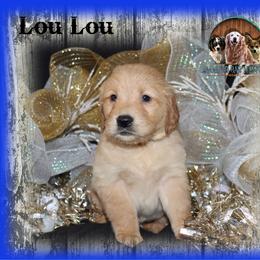 Lou Lou - Golden male Golden Retriever puppy in Anson, Texas from Diamond Bar N Ranch