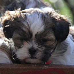 Companion Crosses from Barbara's Mal-Shi Puppies
