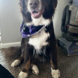Australian Shepherd All Grown Up from Aussie Angels