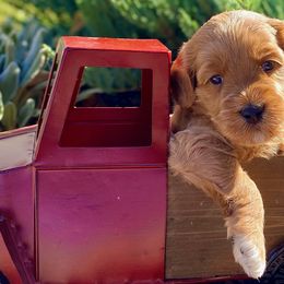 Australian Labradoodles and Labradoodles from Elite Blend Labradoodles