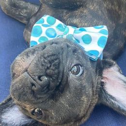 French Bulldogs from The Sophisticated Frenchie