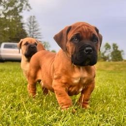 Red - Red male Boerboel puppy in Callicoon, New York from Southern Pride Boerboels