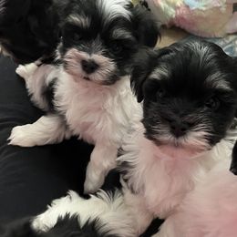 Havanese from Arane Havanese