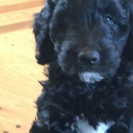 Goldendoodle Puppies from Miss Nancy’s Goldendoodles